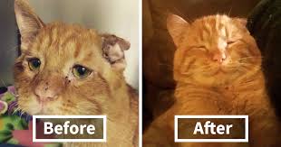 Couple Adopts Saddest Cat In The World Nobody Wanted Here S How Kitty Transformed In One Hour
