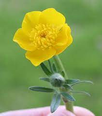 Buttercup Buttercup Flower Beautiful Flowers Sorrel Plant