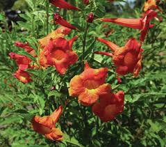 Image result for Tecoma weberbauriana