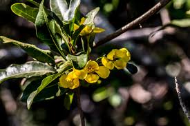 Image result for Acridocarpus natalitius