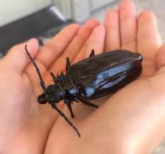 The palo verde root borer (derobrachus geminatus), more commonly known as the palo verde beetle, may look terrifying but it is harmless to humans. Arbico Organics What The Heck Is That Monstrosity