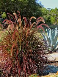 Welch of texas a&m) introduced this plant to me probably 35 years ago, as he grew it in a large decorative clay pot on his beautiful patio. Central Texas Archives Diana S Designs Austin