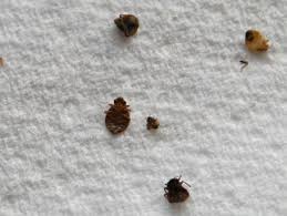 We've listed the top 10 (based on number of. Pittsburgh Makes List For Top Bed Bug Cities Cbs Pittsburgh