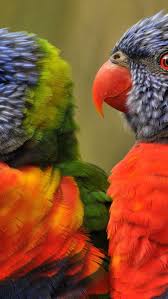 A collection of the top 65 bird wallpapers and backgrounds available for download for free. Download Free Hd Wallpaper From Above Link Tropical Lovebirds Birds Animal Colourful Love Birds Birds Bird Wallpaper