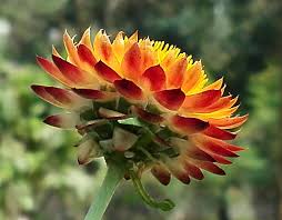 Image result for Helichrysum argyrosphaerum
