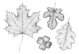 To draw a maple leaf, start by drawing a square on a sheet of paper. How To Draw A Leaf Step By Step