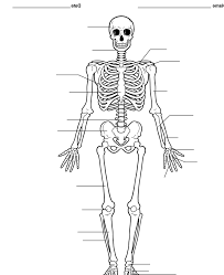 Skeletal system diagram 71 divisions of the skeletal system anatomy and physiology. Skeletal System Labeling Pt 3 Diagram Quizlet