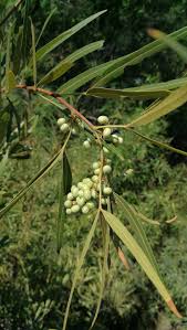 Image result for Searsia lancea