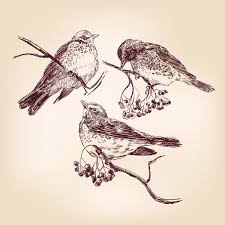 áˆ drawing of sparrow stock pictures royalty free sparrow drawing vectors download on depositphotos royalty free sparrow drawing vectors