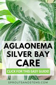 Check spelling or type a new query. How To Care For Aglaonema Silver Bay Aglaonema Silver Bay Aglaonema Plant Care Aglaonema Silver