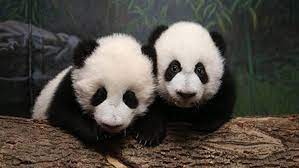 The giant pandas at toronto zoo for past five years are now enroute to new home in calgary. Four Chinese Pandas To Be Moved To Calgary After 5 Years In Toronto Ctv News