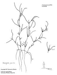 Image result for Potamogeton pusillus