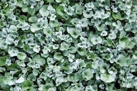 Image result for Dichondra