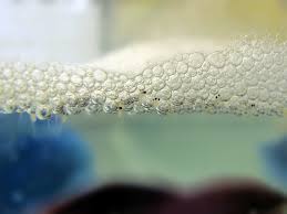 One Day Old Larvae In A Bubble Nest Their Yolk Sacs Have Not Yet Been Absorbed Betta Splendens Breeding Betta Fish Baby Betta Fish Betta Fish