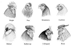 The Distictive Types Of Chicken Combs Chicken Anatomy Chicken Breeds Types Of Chickens