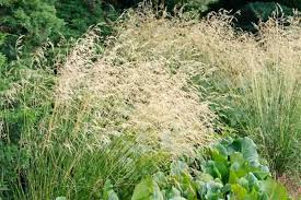 Image result for Deschampsia