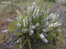 Image result for Fabiana imbricata