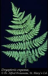 Image result for Dryopteris
