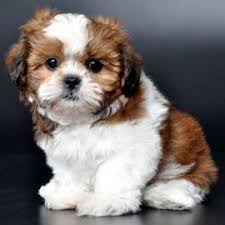 Why buy a puppy for sale if you can adopt and save a life? Puppies For Sale Orlando Fl Justpuppies Net Shitzu Puppies Toy Dog Breeds Shichon Puppies