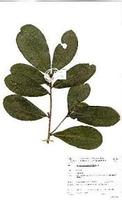Image result for Ochna angustata