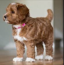 Many of our customers come from north carolina, virginia, south carolina, west virginia, georgia, tennessee, florida, maryland, delaware. Labradoodle Puppy Caramel And White Color Labradoodle Puppy Australian Labradoodle Puppies Puppies