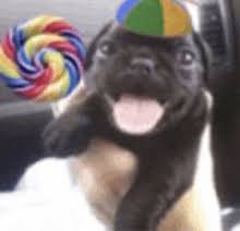 Cute Happy Dog GIFs | Tenor