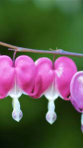 Flower Known As A Bloom Or Blossom Is The Reproductive Structure Found In Flowering Plants For The Higher Healthy Snacks For Kids Fun Kids Food Flower Seeds
