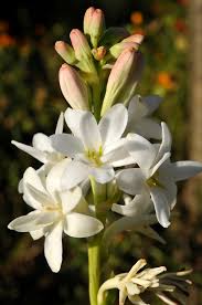 Image result for Polianthes tuberosa