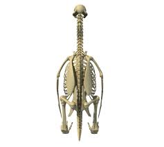 Penguin Skeleton In 2020 Skeleton Penguins 3d Model