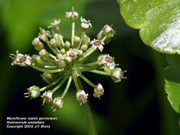 Image result for Hydrocotyle