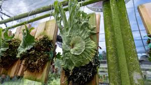 Image result for Platycerium