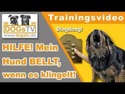 Bellen erregt aufmerksamkeit, und wenn dein hund diese immer dann bekommt, wenn er bellt, lernt. Hund Bellt Wenn Es Klingelt So Entspannt Dein Hund Bei Besuch Stressfrei Besuch Empfangen Youtube Hund Bellt Hunde Hunde Erziehen