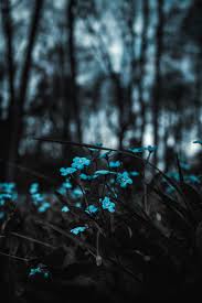 Download 4000x6000 Blue Flowers Blur Scenic Wallpapers Wallpapermaiden View and download our high definition blue mountains wallpaper. wallpapermaiden