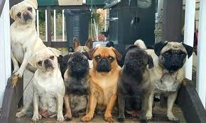 How many puppys in a pug litter? Pug Colors Explained