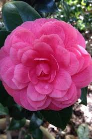 Buy Rosea Plena Camellia Bushes Free Shipping For Sale Online From Wilson Bros Gardens