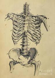Hand drawn line art anatomically correct human ribcage. Human Rib Cage Skeleton Diagram