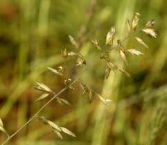 Image result for Schmidtia pappophoroides