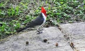 Passaros Mais Raros Do Mundo Posts Facebook É bem verdade que as águias, por serem raras, oferecem pouca chance de serem vistas e muito menos de serem ouvidas, e os pássaros pretos, que voam em bando, param em todos os cantos enchendo o céu de gritos e rumores, tirando o sossego do mundo. passaros mais raros do mundo posts