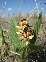 Image result for Eriosema cordatum