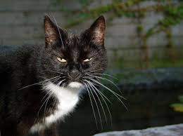 Kedi Hirliyor Bu Ne Anlama Geliyor Yorumlar 2020