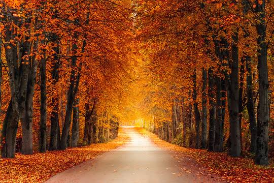 Fall Season Images – Browse 36,659,994 Stock Photos, Vectors, and Video |  Adobe Stock