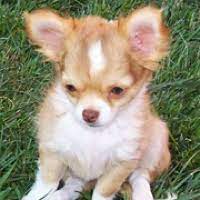 Read about 10 fido lifestyle types. Chihuahua Rescue Adoptions