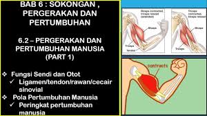 Sila sediakan bahan untuk pameran sains tingkatan 2 berkaitan salah satu tajuk berikut : Sains Tingkatan 4 Kssm I Bab 6 I Sistem Sokongan Kestabilan Haiwan Youtube