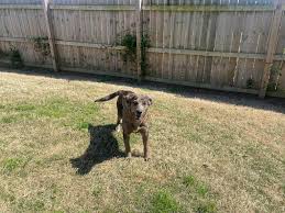 Profile for Holden American Bulldogs