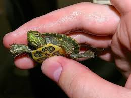 While turtles might seem like the perfect pet—less work than dogs and cats, more interactive than fish—there and they can make wonderful pets. How To Care For Aquatic Turtles Such As Red Eared Sliders