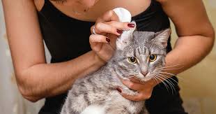 Have you ever noticed that your cat's ears tend to twitch and move in a variety of positions? How To Clean Your Cat S Ears Zoetis Petcare