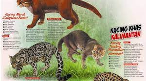 Memiliki tubuh warna merah kecoklatan. Kucing Hutan Kalimantan Terancam Punah Tribun Kaltim