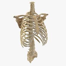 (anatomy) a part of the skeleton within the thoracic area consisting of ribs, sternum and thoracic vertebrae. 3d Rib Cage Models Turbosquid
