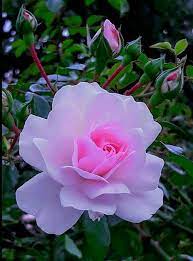 Maybe you would like to learn more about one of these? Pin By Fuensanta Rovira O Shee On Roses Beautiful Roses Flowers Beautiful Flowers