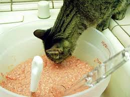 Feeding Your Cat Know The Basics Of Feline Nutrition